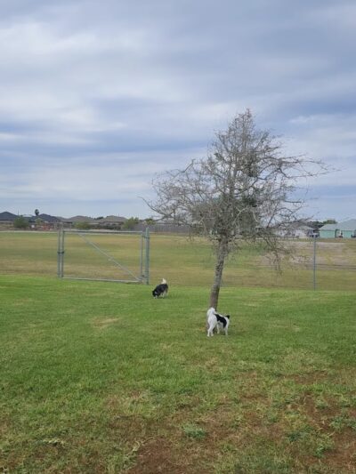 Bill Witt Dog Park - Corpus Christi, TX
