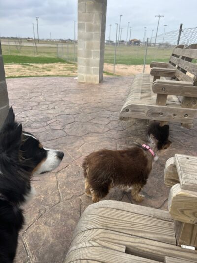 Bill Witt Dog Park - Corpus Christi, TX