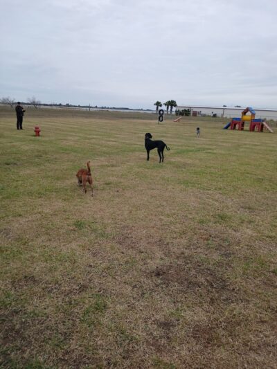 MWR Dog Park - Corpus Christi, TX