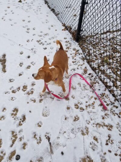 Bark Park - Cottleville, MO
