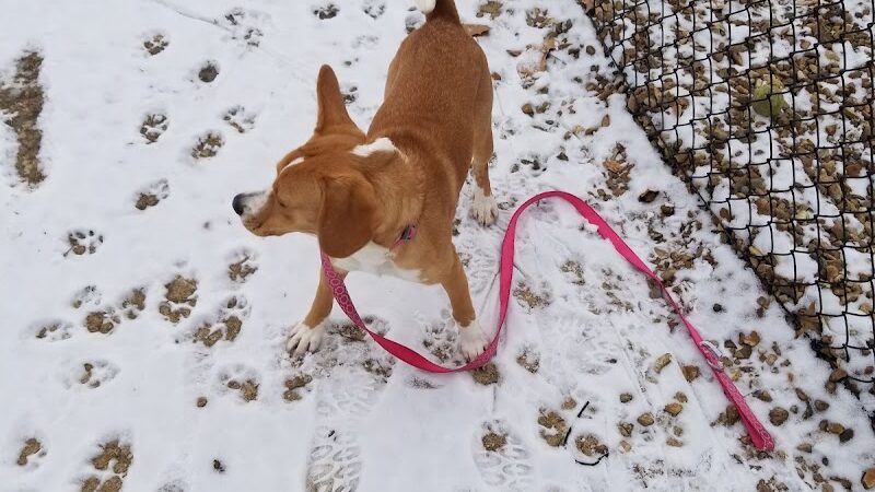 Bark Park - Cottleville, MO