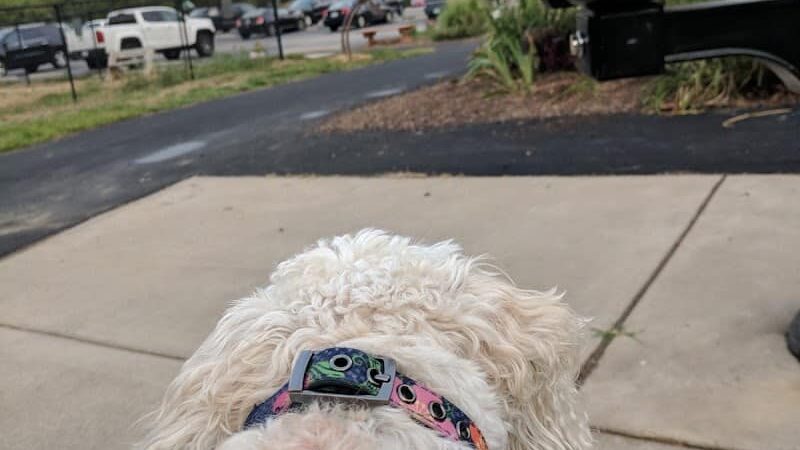 Bark Park - Cottleville, MO