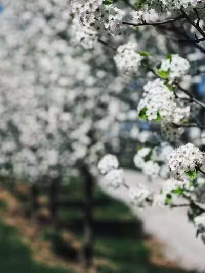 Cowden Park - Cowden, IL