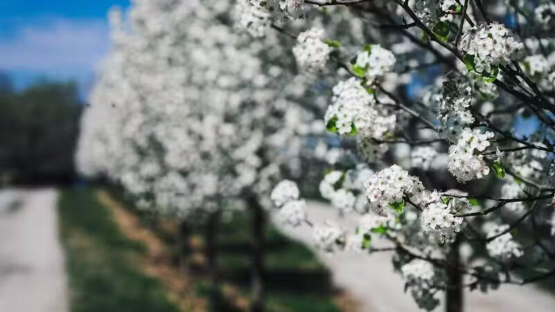 Cowden Park - Cowden, IL