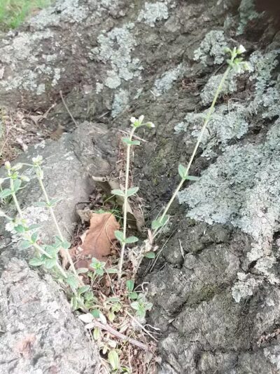 Cowden Park - Cowden, IL