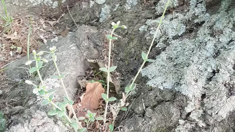 Cowden Park - Cowden, IL