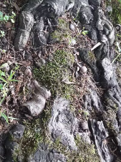 Cowden Park - Cowden, IL