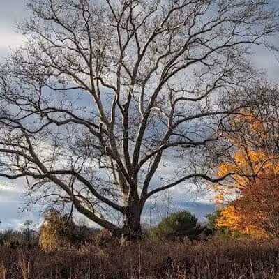Bulk Farm Nature Center - Cranbury, NJ