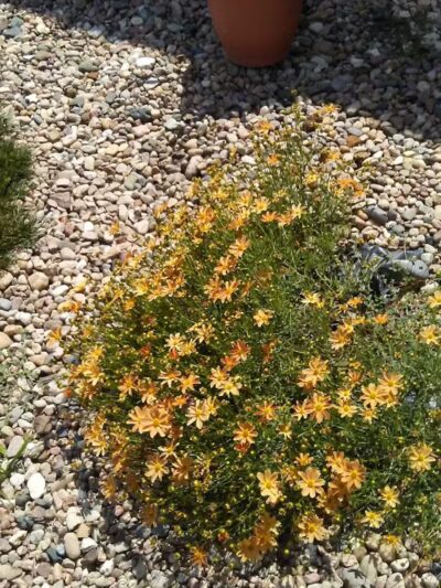 Armory Park - Crete, NE