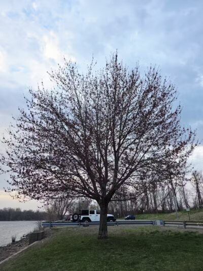 Connecticut River State Wildlife Area - Cromwell, CT