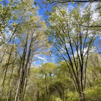 Cromwell Meadows - Cromwell, CT