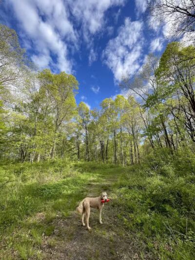 Cromwell Meadows - Cromwell, CT