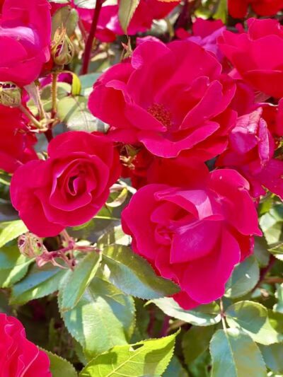 Pierson Park - Cromwell, CT