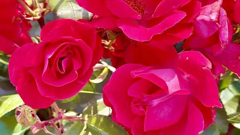 Pierson Park - Cromwell, CT