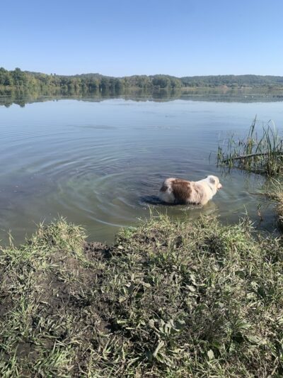 Indian Lake Dog Park - Cross Plains, WI