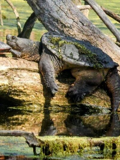 Indian Lake Dog Park - Cross Plains, WI