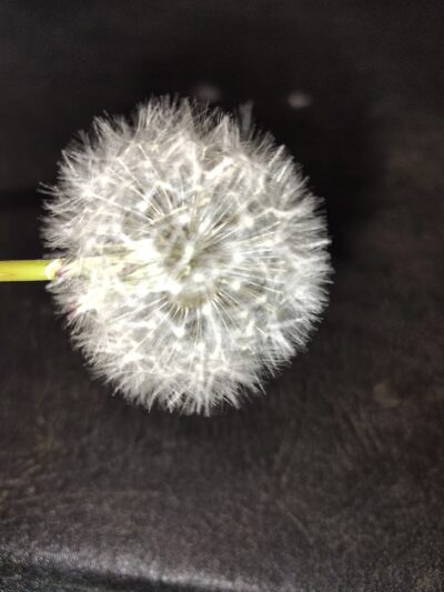 Dog Park - Crown Point, IN