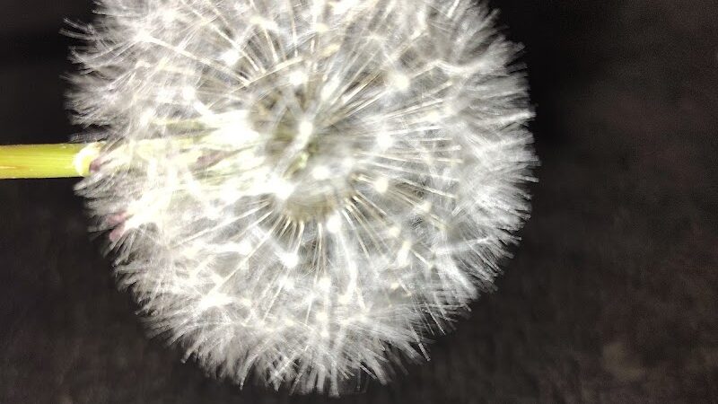 Dog Park - Crown Point, IN