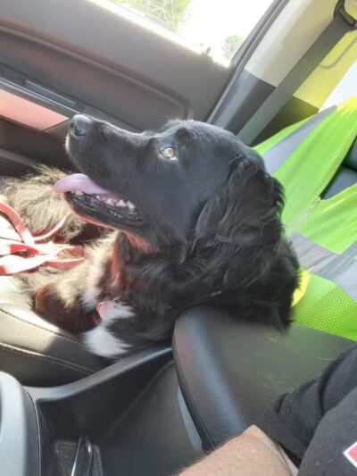 Dog Park - Crown Point, IN