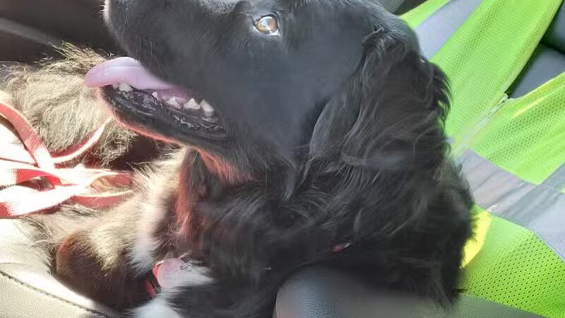 Dog Park - Crown Point, IN