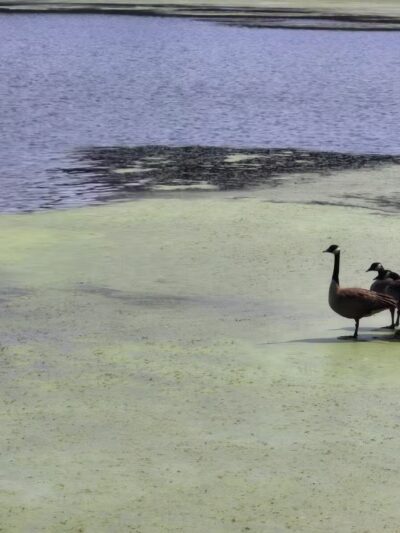 Lemon Lake County Park - Crown Point, IN