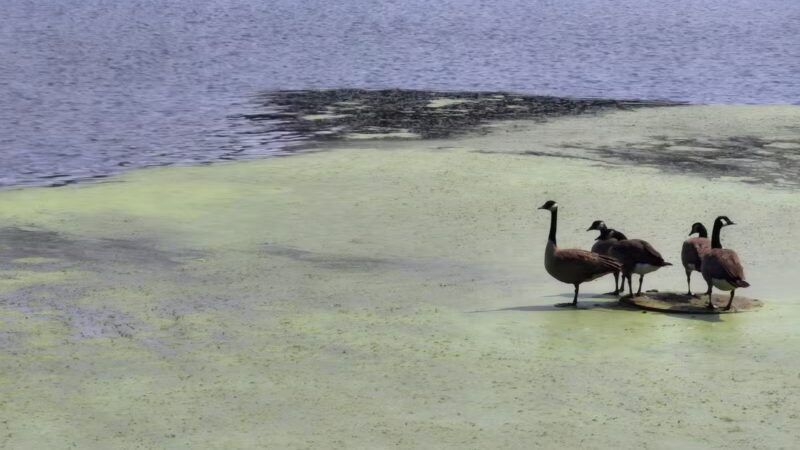 Lemon Lake County Park - Crown Point, IN