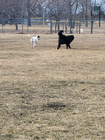 Hound Town Dog Park - Crystal Lake, IL
