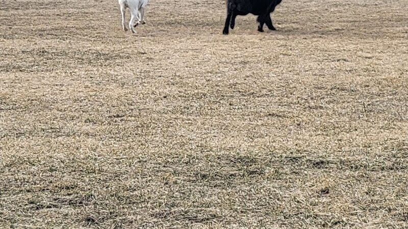 Hound Town Dog Park - Crystal Lake, IL