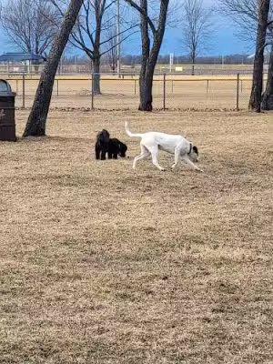 Hound Town Dog Park - Crystal Lake, IL