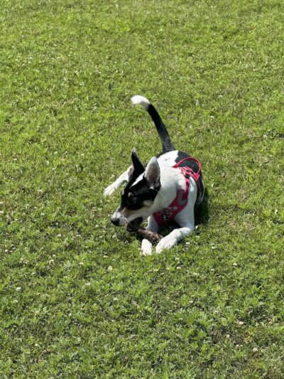 Hound Town Dog Park - Crystal Lake, IL