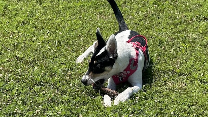 Hound Town Dog Park - Crystal Lake, IL