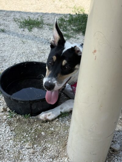 Hound Town Dog Park - Crystal Lake, IL