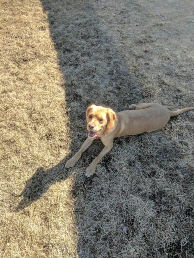 Hound Town Dog Park - Crystal Lake, IL