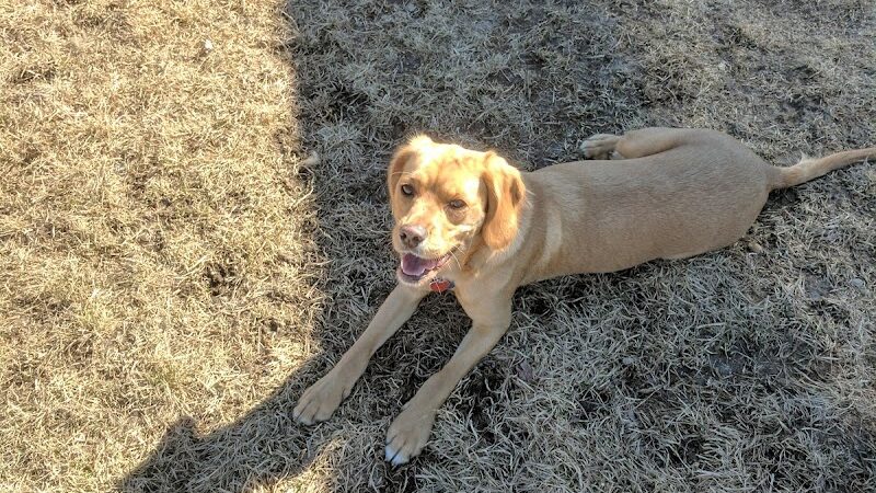 Hound Town Dog Park - Crystal Lake, IL