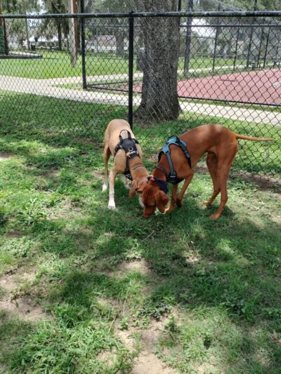Dade City Dog Park - Dade City, FL