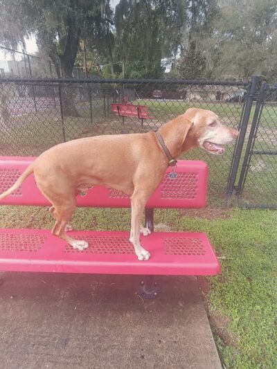 Dade City Dog Park - Dade City, FL