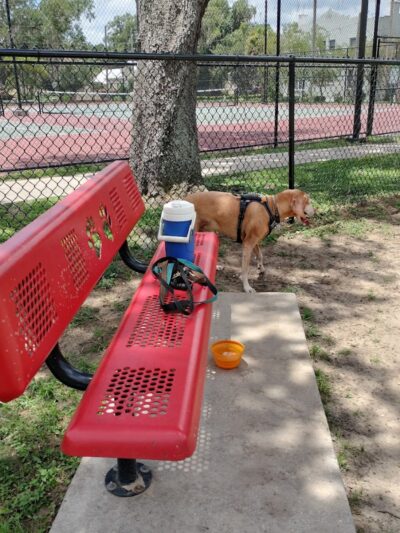 Dade City Dog Park - Dade City, FL