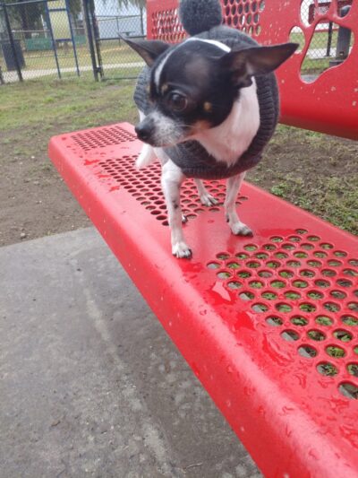 Dade City Dog Park - Dade City, FL