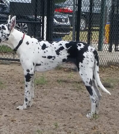 Dade City Dog Park - Dade City, FL