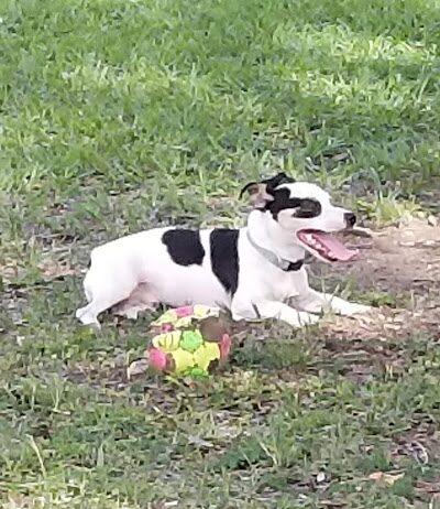 Dade City Dog Park - Dade City, FL