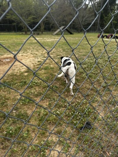 Dog Park Dale. - Daleville, AL
