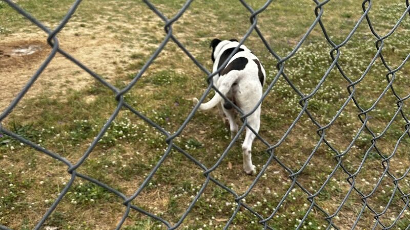 Dog Park Dale. - Daleville, AL