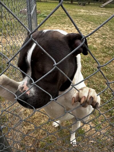 Dog Park Dale. - Daleville, AL