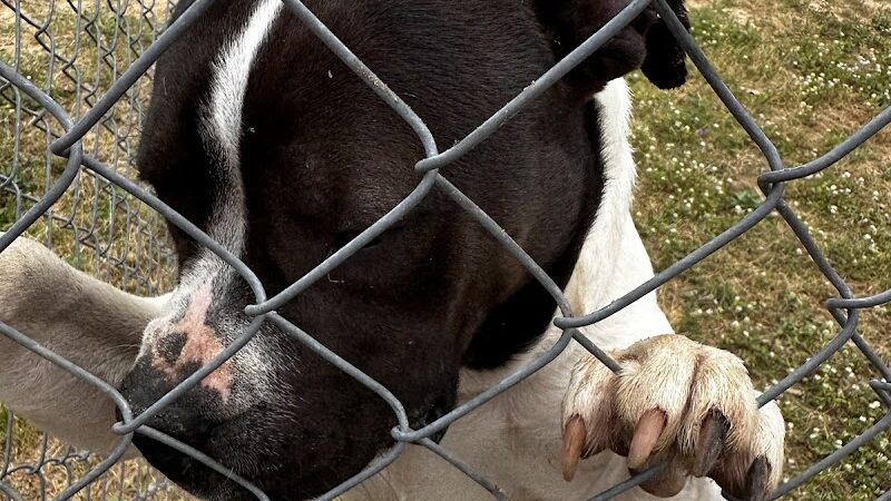 Dog Park Dale. - Daleville, AL