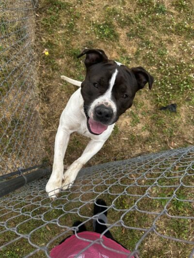 Dog Park Dale. - Daleville, AL