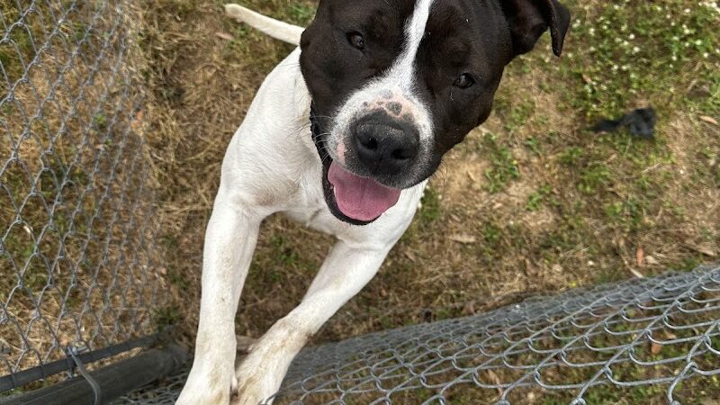 Dog Park Dale. - Daleville, AL
