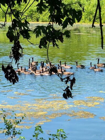 Dallas City Park - Dallas City, IL