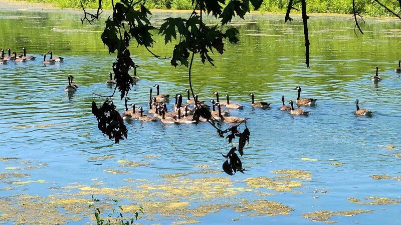 Dallas City Park - Dallas City, IL