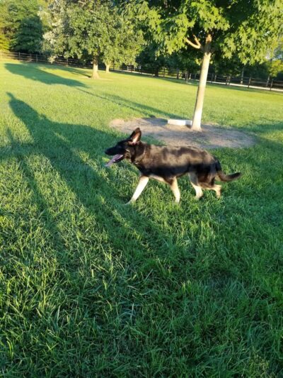 Espenscheid Park - Danville, IL