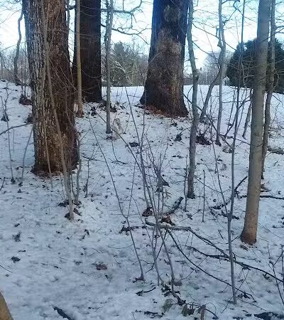 Baker Park - Darien, CT